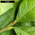 SpeciesSub: subsp. sagraeana